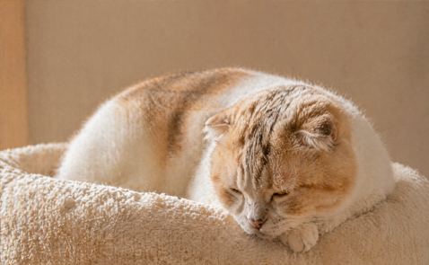 /猫爬架/自然光+AI场景图